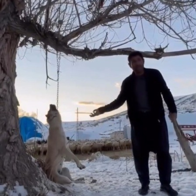 Köpeği zincirle ağaca asarak öldüren şahıs gözaltına alındı