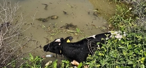 Su kanalına düşen inek itfaiye ekipleri tarafından kurtarıldı