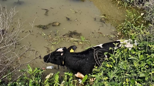 Su kanalına düşen inek itfaiye ekipleri tarafından kurtarıldı