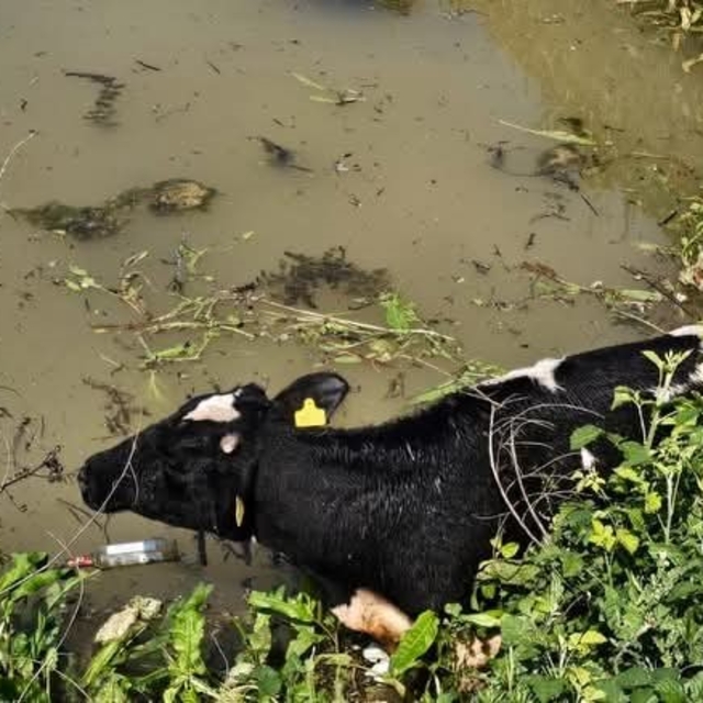 Su kanalına düşen inek itfaiye ekipleri tarafından kurtarıldı