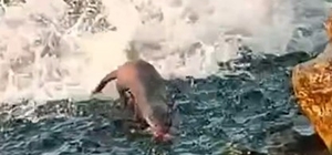 Akçakoca'da görülen su samuru vatandaşları heyecanlandırdı Balık avlayan su samuru kamerada