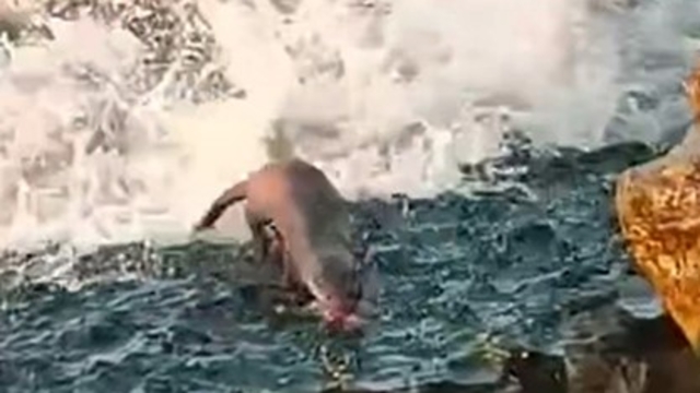 Akçakoca'da görülen su samuru vatandaşları heyecanlandırdı
Balık avlayan su samuru kamerada