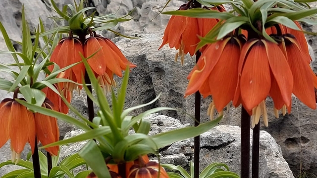 Diyarbakır'da açan ters laleler görenleri hayran bırakıyor