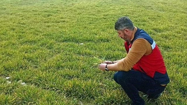 Aslanapa'da soğuktan zarar gören hububat ekili alanlarda inceleme