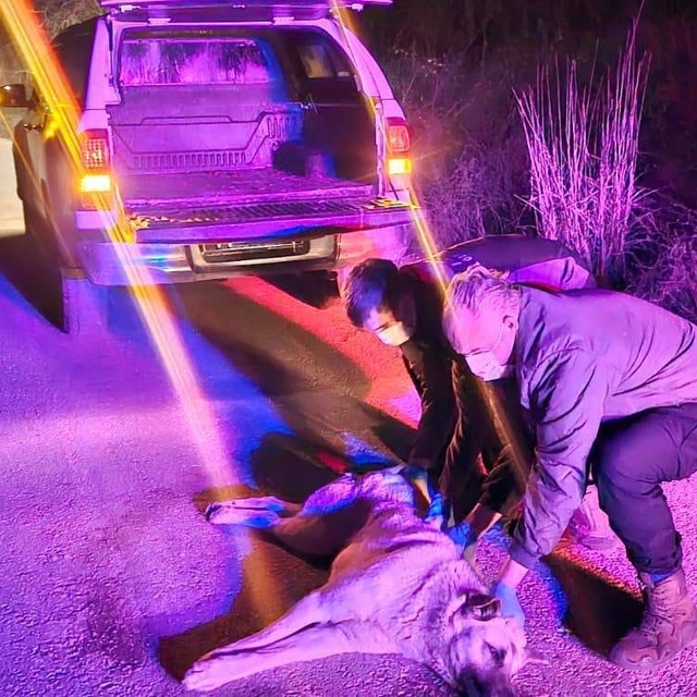 Yaralı köpek ihbarına jandarma müdahale etti