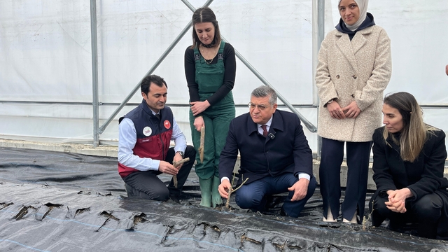 Sinop'ta IPARD desteğiyle kurulan serada ilk gül fidanları toprakla buluştu