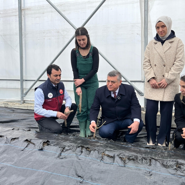 Sinop'ta IPARD desteğiyle kurulan serada ilk gül fidanları toprakla buluştu