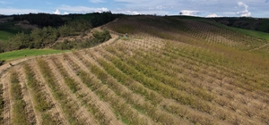 Adana'da dolu kayısı bahçelerini vurdu, çağlalar yere döküldü