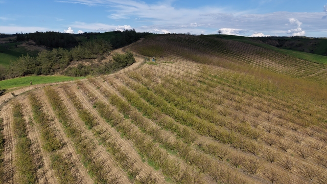 Adana'da dolu kayısı bahçelerini vurdu, çağlalar yere döküldü