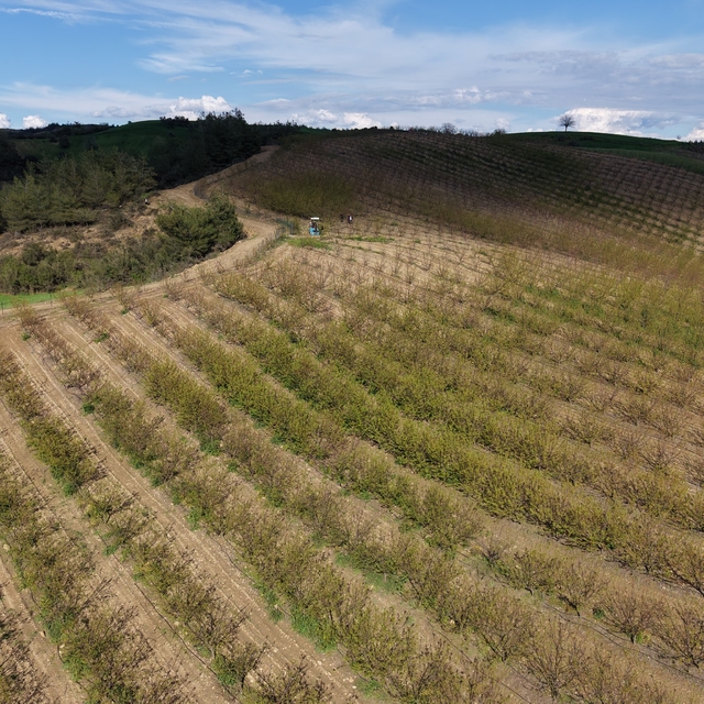 Adana'da dolu kayısı bahçelerini vurdu, çağlalar yere döküldü