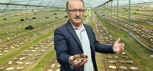 Antalyalı ziraat mühendisi serada kuzugöbeği mantarı üretimine başladı Kuzugöbeği mantarında ilk denemede 650 kilogram ürün elde edildi Dağlık ve ormanlık alanlarda doğal yollarla yetişen kuzugöbeği mantarı örtü altı tarıma dahil oldu