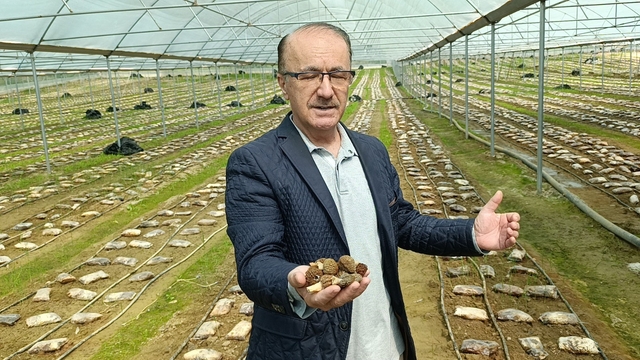 Antalyalı ziraat mühendisi serada kuzugöbeği mantarı üretimine başladı
Kuzugöbeği mantarında ilk denemede 650 kilogram ürün elde edildi
Dağlık ve ormanlık alanlarda doğal yollarla yetişen kuzugöbeği mantarı örtü altı tarıma dahil oldu