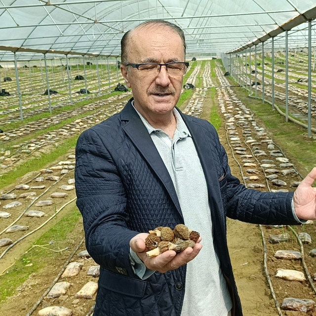 Antalyalı ziraat mühendisi serada kuzugöbeği mantarı üretimine başladı
Kuzu...
