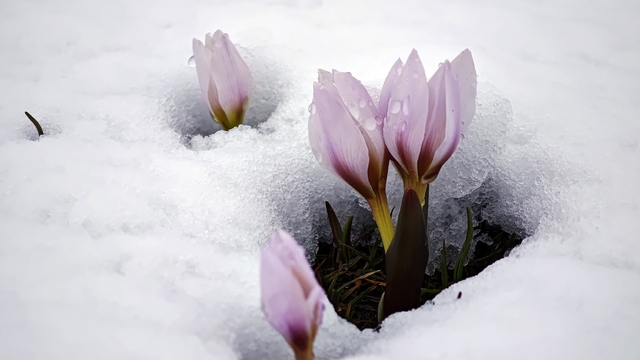 Karla buluşan çiğdemler güzel görüntüler oluşturdu