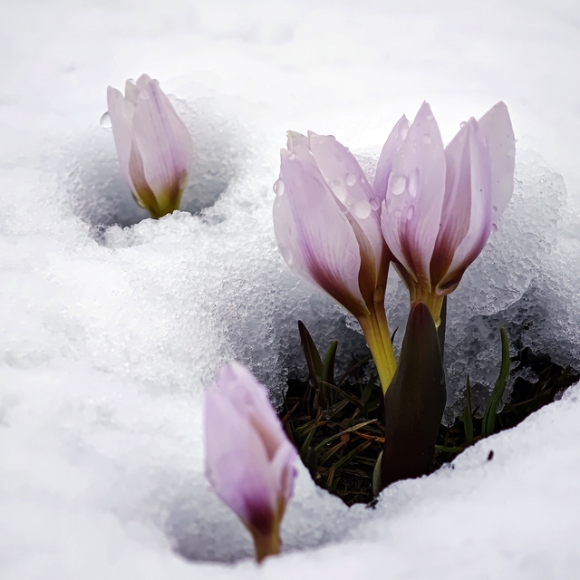 Karla buluşan çiğdemler güzel görüntüler oluşturdu