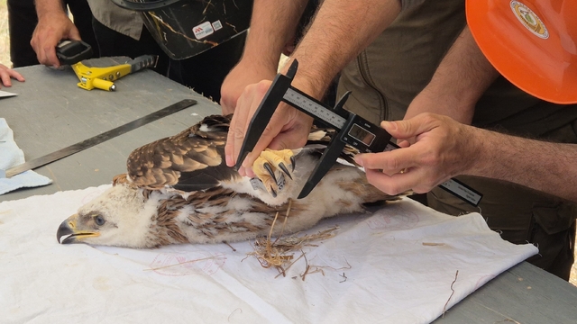 Doğanın uçan yırtıcısına elektronik takip
Nesli tehlikedeki şah kartalına elektronik takip