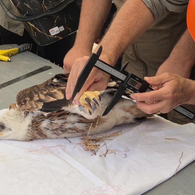 Doğanın uçan yırtıcısına elektronik takip
Nesli tehlikedeki şah kartalına e...
