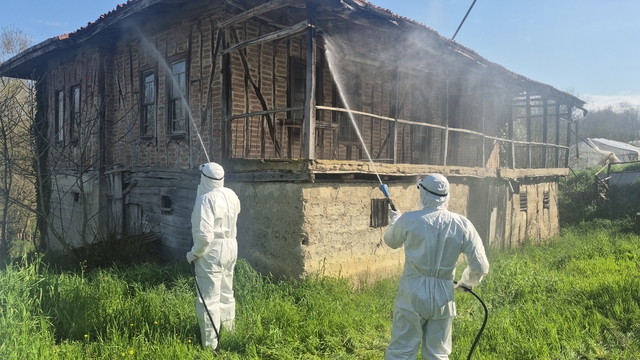 Bartın'da kahverengi kokarca kış uykusunda yok edilecek
95 köydeki yaklaşık 16 bin metruk bina ilaçlanarak, kahverengi kokarca kış uykusunda imha ediliyor
Kalan kahverengi kokarcaların popülasyonu ''samuray arı'' ve ''cezbet-yok et'' yöntemleriyle makul düzeye çekilecek