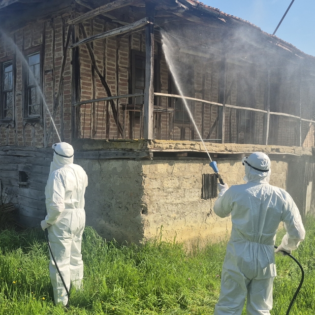 Bartın'da kahverengi kokarca kış uykusunda yok edilecek
95 köydeki yaklaşık...