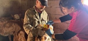 Elazığ’da şap aşılama çalışması sürüyor