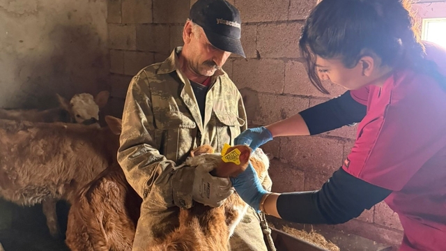 Elazığ'da şap aşılama çalışması sürüyor