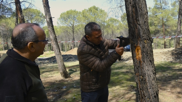 Kahramanmaraş'ta orman zararlılarına karşı mücadele sahada incelendi