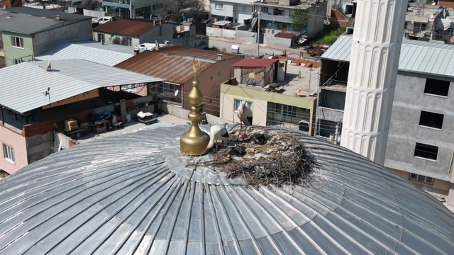 Kubbedeki leylekler mahalle yaşantısına renk katıyor