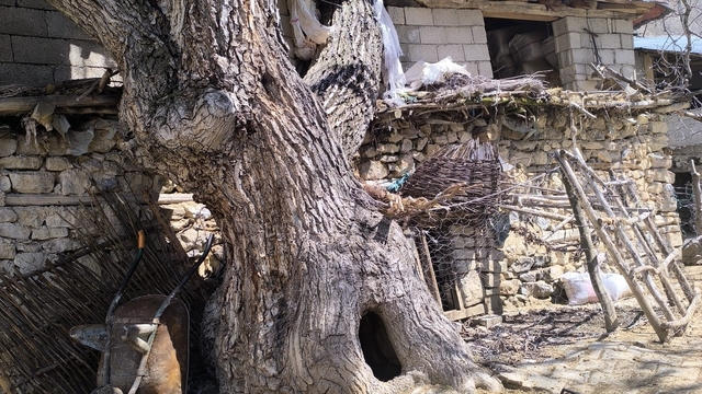 Çatak'ta ceviz ağacı ahırın üzerine devrildi