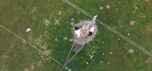 Muş Ovası'nda baharın habercisi leylekler kuluçkaya hazırlanıyor