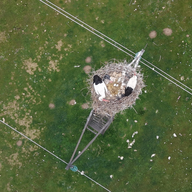 Muş Ovası'nda baharın habercisi leylekler kuluçkaya hazırlanıyor