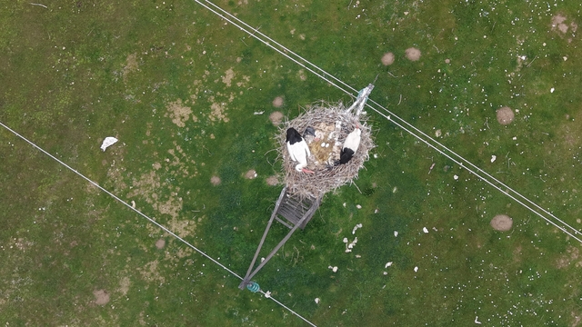 Muş Ovası'nda baharın habercisi leylekler kuluçkaya hazırlanıyor