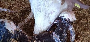 Kayseri’de yeni doğan buzağı ile annenin kavuşması kamerada