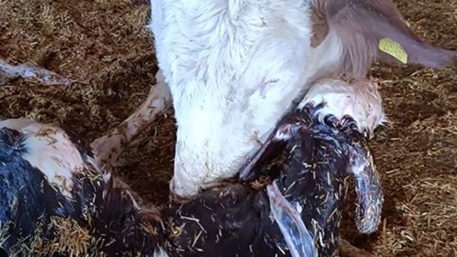 Kayseri'de yeni doğan buzağı ile annenin kavuşması kamerada