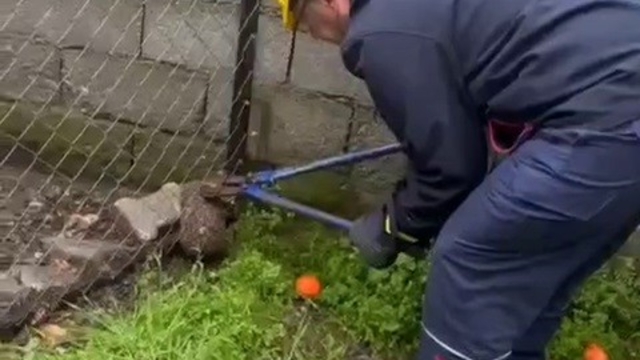 Tel örgüye sıkışıp, mahsur kalan kirpi kurtarıldı