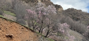 Şırnak'ta badem ağaçları çiçek açtı