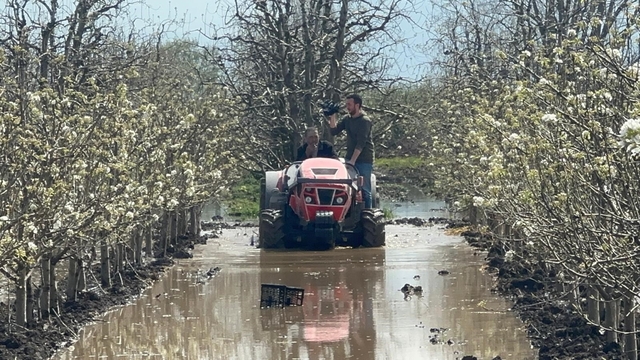 Bursa'da yüzlerce dönüm şeftali ve armut bahçesi su altında