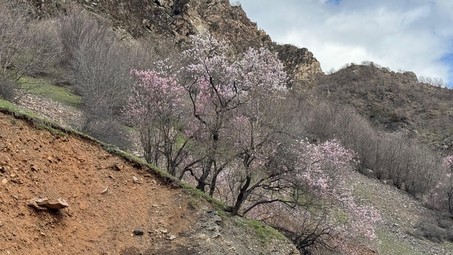Şırnak'ta badem ağaçları çiçek açtı