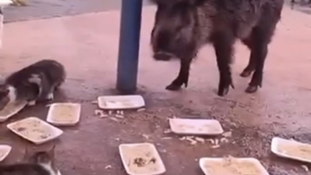 İzmir'de domuzlar sosyal hayatın parçası olmaya başladı
Yaban domuzları ve kediler aynı sofrayı paylaşıyor
Kedilerle yan yana beslenen yaban domuzları ekolojik değişimi gözler önüne sererken, bu durum bölge halkını da tedirgin ediyor