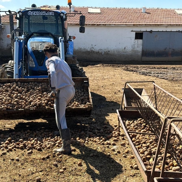 Besiciler hayvanlara patates yedirerek yemden tasarruf ediyor