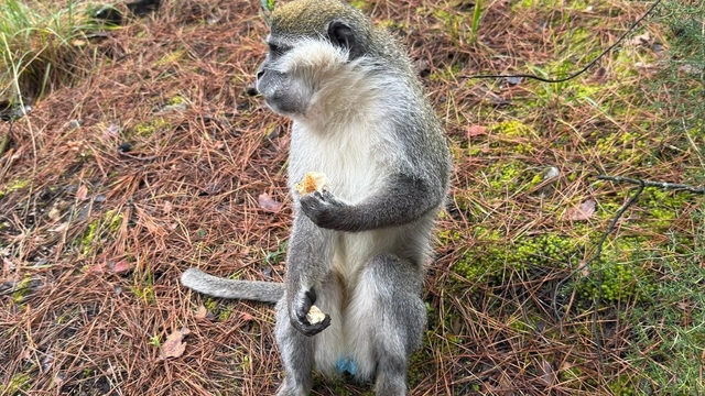 Denizli'deki firari maymunların sırrı çözüldü
Çivril'de doğaya terk edilen maymunlardan birisi barınaktan firar etti