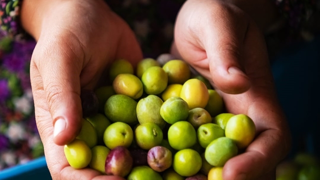 Şarköy zeytinyağına coğrafi işaret
