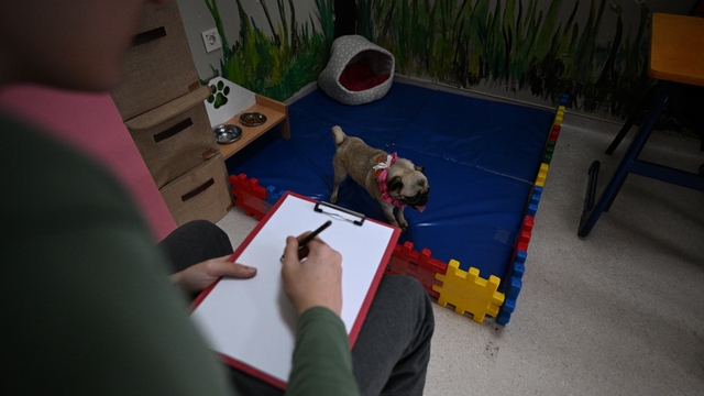 Öğretmenlerin sahiplendiği köpek, otizmli öğrencilere adeta terapi oldu