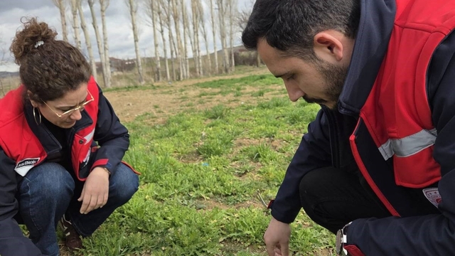 Haşhaş ve hububatta hastalık ve zararlı kontrolleri başladı
