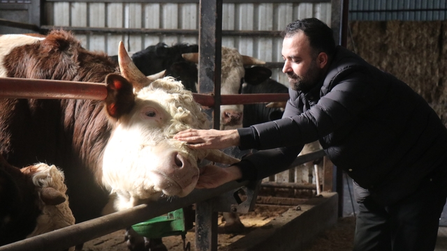 Kurbanlık alışverişinde erken alım hareketliliği
Bütçesini düşünen vatandaşlar kurbanlıklarını önceden ayırtıyor
Erken kurbanlık alan vatandaşlar hayvanlarının gelişimini yakından takip ediyor