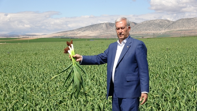 AB tescilli Araban sarımsağında yüksek rekolte ve kaliteli ürün bekleyişi
Gaziantep'te yağışlar bereket getirdi: Sarımsakta rekolte artışı bekleniyor