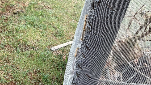 Çam ormanlarında 'Kese kurdu' alarmı
Sarıgöl'de doğaya profesör böcek salındı