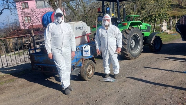 Salıpazarı'nda kahverengi kokarca ile mücadele sürüyor