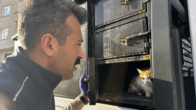 Elazığ'da yaralı halde bulunan kedinin tedavisi tamamlandı