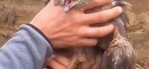 Yakalan yaralı şahin, ekiplere teslim edildi