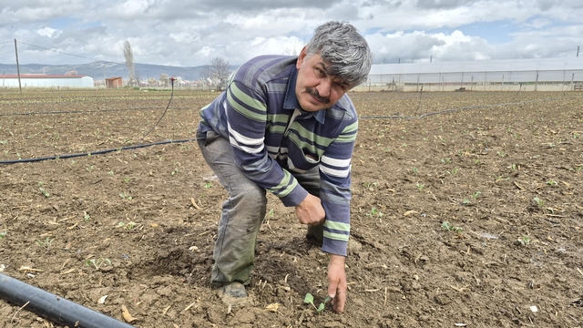 Eskişehir'de yılın ilk tohum ve fideleri toprakla buluştu